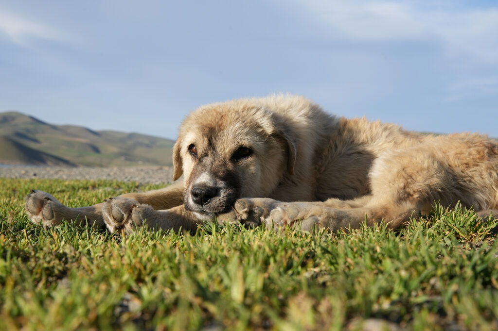 photographing from an animal's eye level - changing the ordinary perspective